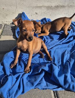 Zwergpinscher Welpe - Frankfurt (Main)