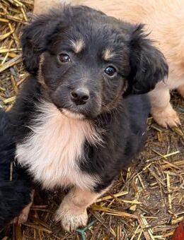 Welpenmädel Shiva 💕 - Laufen