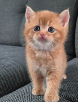 BKH kitten - Hörstel