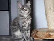 Maine Coon Kitten Kater - Eslohe (Sauerland)