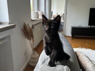 Mischlings Kitten sucht neues zuhause! - Wuppertal