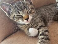 Kleine süße Katzen suchen neues Zuhause - Braunsbedra