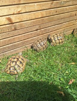 Landschildkröten - Lübbenau (Spreewald) Zentrum