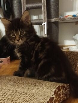 Reinrassige Maine Coon Kitten abzugeben - Ingolstadt