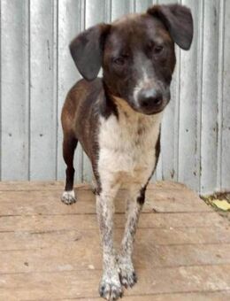 Liebe Lisbeth - freundlich und verspielt - Koblenz