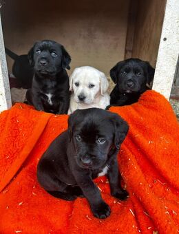 Labrador - Flat Coadet Welpen - Körner