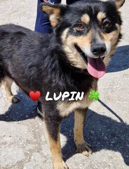 Charmant lustig sehr sozial = LUPIN ♥️ - München