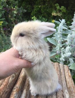 Zwergkaninchen Löwenkopf Zwergwidder - Schöntal