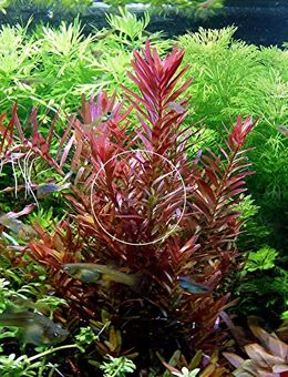 Rotala „Singapore Blood Red“ (Versand/ Abholung) - Mechernich