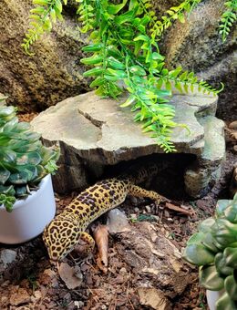 Leopardgecko mit Terrarium - Bobitz