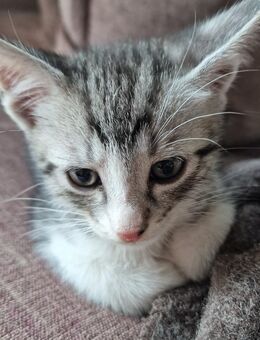 2 junge süße Kater suchen ein Zuhause! 🐾 - Stuttgart