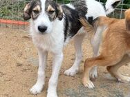 🐶 Verspielter Welpe Rocky sucht dich! - Eislingen (Fils)