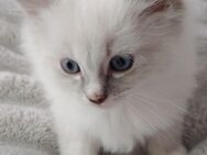Ragdoll kitten - Laatzen