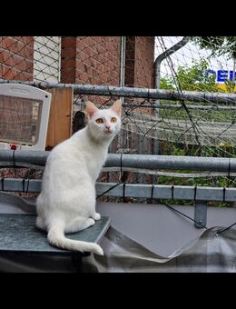 Edle weiße Katze mit strahlend gelben Augen ❤️ ❤️❤️ - Südlohn