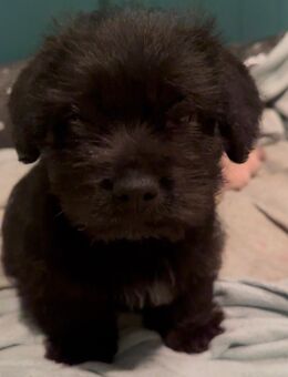 Malteser-Yorkshire-Terrier-Mix-Rüden - Marl (Nordrhein-Westfalen)