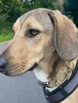 Obi, geb. ca.12/2023, 89081 Ulm-Oststadt - Euskirchen