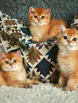 Reinrassige Golden Shaded Britisch Kurzhaar (BKH) Kitten mit Gesundheitszeugnis, geimpft und entwurm - Düsseldorf