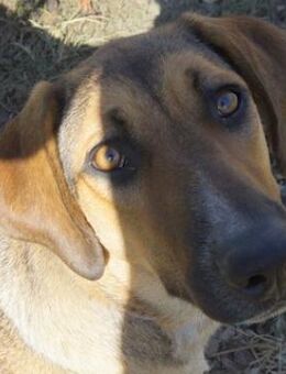 Sabrina, geb. ca. 07/2022, GRIECHENLAND - Euskirchen