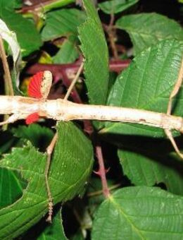 rot geflügelte Stabschrecke - Wadgassen