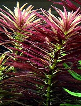 Aromatischer Sumpffreund, Aquarienpflanze, Versand/ Abholung - Mechernich