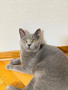 Kater Britisch-Kurzhaar - Ostfildern