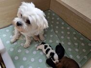 Morkie-Welpe - Altenburg