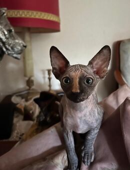 Tortie sphynx kitten - Hamburg Hamburg-Nord