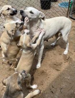 Notfall - Mayla benötigt Ruhe! - Schlitz