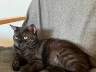 BKH Kater abzugeben - Hagen (Stadt der FernUniversität) Vorhalle