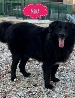 Mika eine große Hündin mit Traumwesen - Flörsheim-Dalsheim