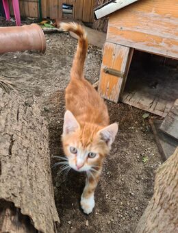 Kätzchen kitten katzenbabys - Löbnitz (Sachsen)