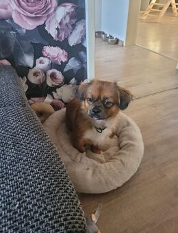 Mischlingsrüde - Salzgitter