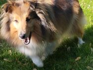 Wurfankündigung Sheltie - Neukirchen-Vluyn