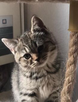 BKH kitten - Schwäbisch Gmünd Zentrum