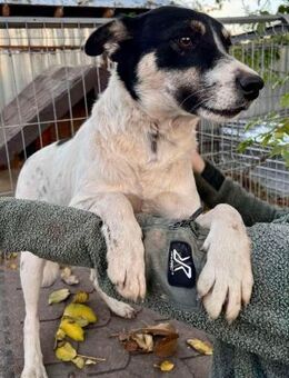 Jaron - bildhübscher, junger Bursche - Koblenz