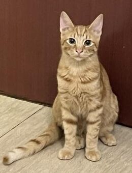 Junior 🐾 hört auf seine Mama - Kirchheim (München)