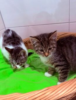EKH Kätzchen, Katzen Baby, Abgabe November - Neustadt (Rübenberge)