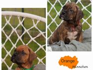 B*Süße Boxer-Bordeaux-Dogge-Mix-Welpen - Melle