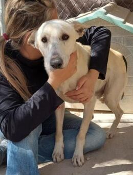 Maximiliano verdient ganz viel Liebe.... - Laatzen