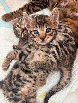 Wunderschöne Bengal–Britisch Kurzhaar Mischlingskätzchen suchen liebevolles Zuhause - Kaarst Zentrum