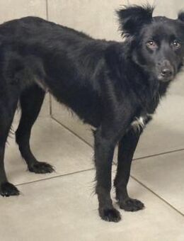 Akira, Hündin, ca. 2,5 Jahre - Wegberg