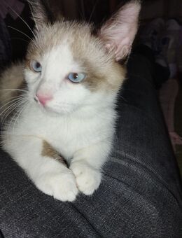 Verkaufe Siam snowshoe Kater - Beckum