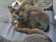Jarmuz- Kater mit Charme - Hochheim (Main)