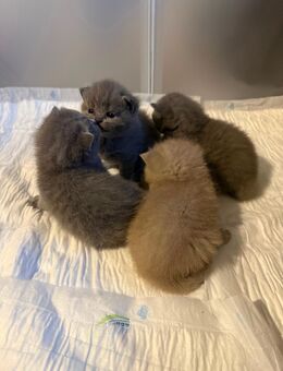 Reinrassige BKH Kitten lilac und blue - Wesseling