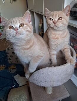 Süße Britische Kurzhaar Kitten suchen liebevolles Zuhause!!!! - Freiburg (Breisgau)