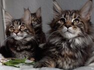 Reinrassige Maine Coon Kätzchen - Gräfenthal Zentrum