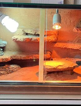 1.3 Paroedura picta Madagaskar Großkopfgeckos abzugeben inkl. Terrarium 80x40x40 mit Zubehör - Böel