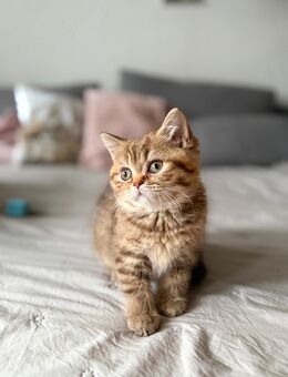 BKH Kitten - Schrozberg Zentrum