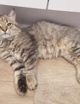 Simba - verspielter Kater sucht Zuhause - Walluf