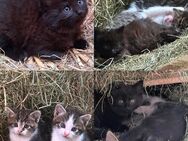 KITTEN suchen neues Zuhause - Stolzenau